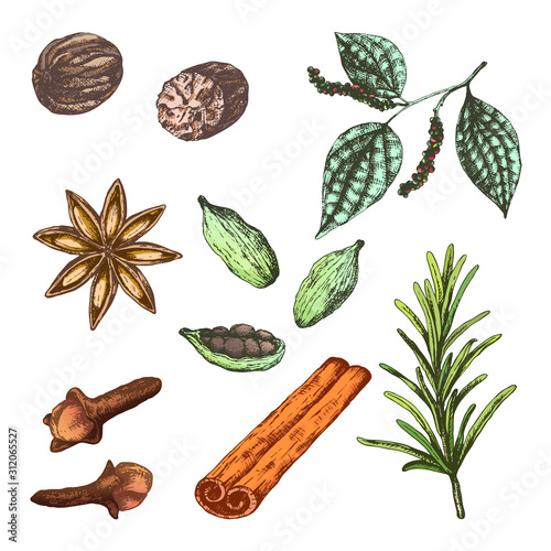 Vector illustration set with spices for mulled wine Merry Christmas. Collection ingredients herbs nutmeg, peppercorn, anise, clove and rosemary and cardamom. Good for cafe and bar and package design