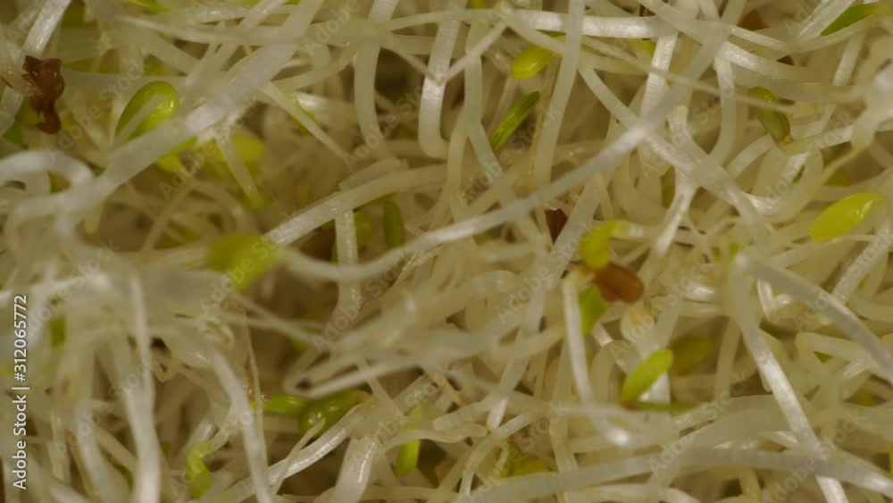 Close up of fresh raw alfalfa lucerne sprouts. Natural food background. Top view. Healthy diet superfood and clean very nutritious eating concept Close up of fresh raw alfalfa lucerne sprouts. Natural food background. Top view. Healthy diet superfood and clean very nutritious eating concept