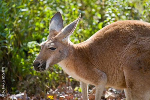 Red Kangaroo
