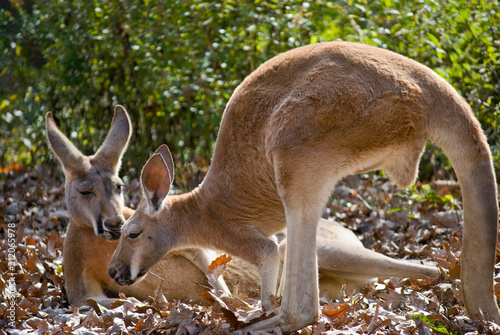 Kangaroo Friends