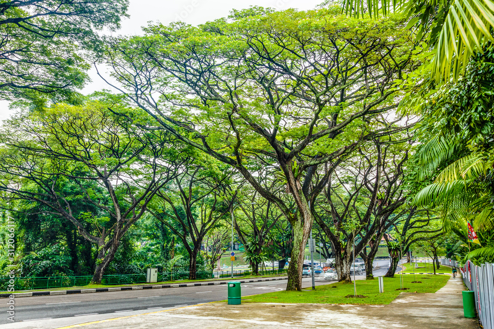 Scene of typical alley trees in Singapore during daytime