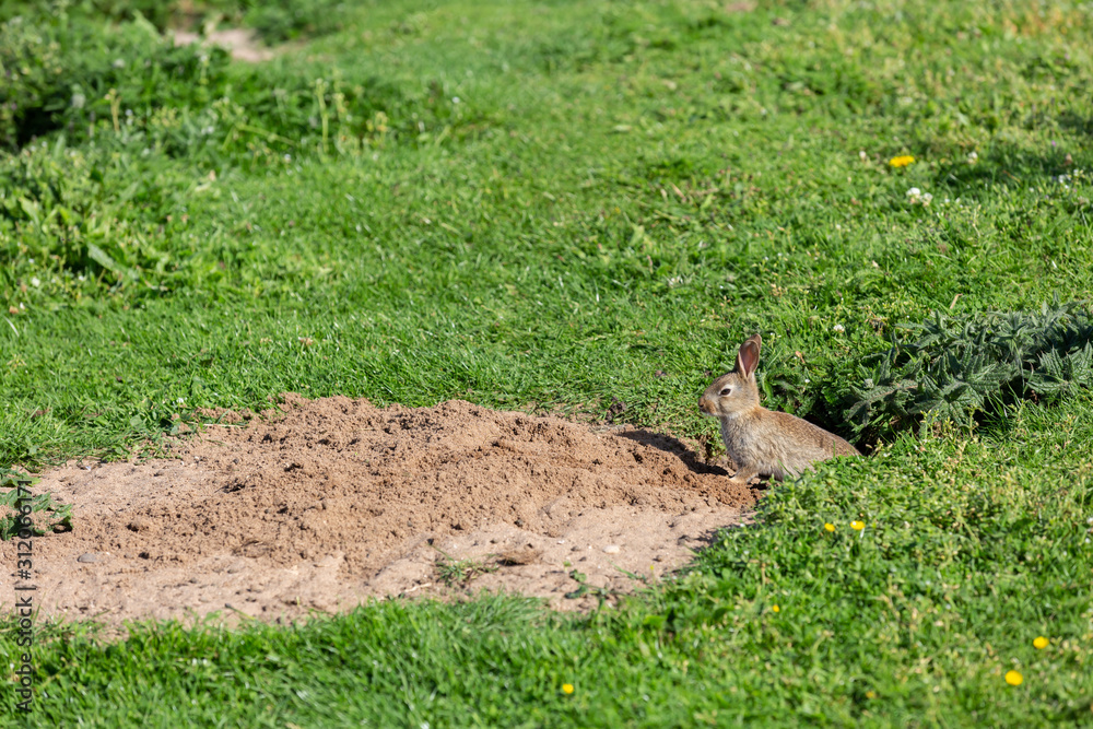 Rabbit emerges from Burrow Causeway Coast Northern Ireland Rabbit emerges from Burrow Causeway Coast Northern Ireland