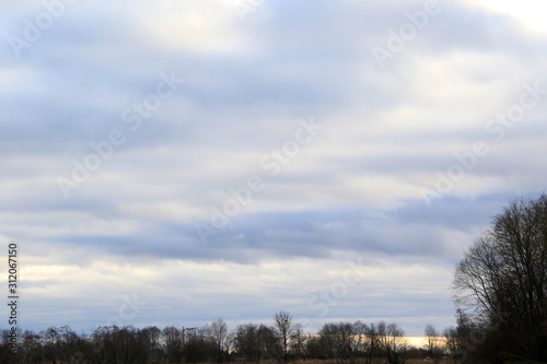 cloudy sky and empty trees