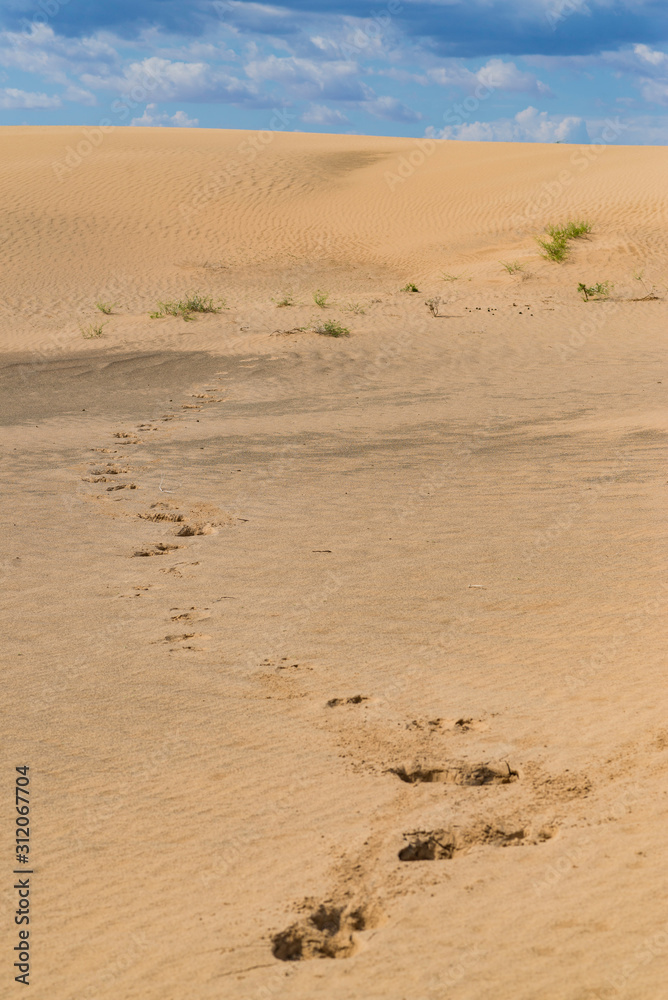 Animal footprints in the desert Animal footprints in the desert