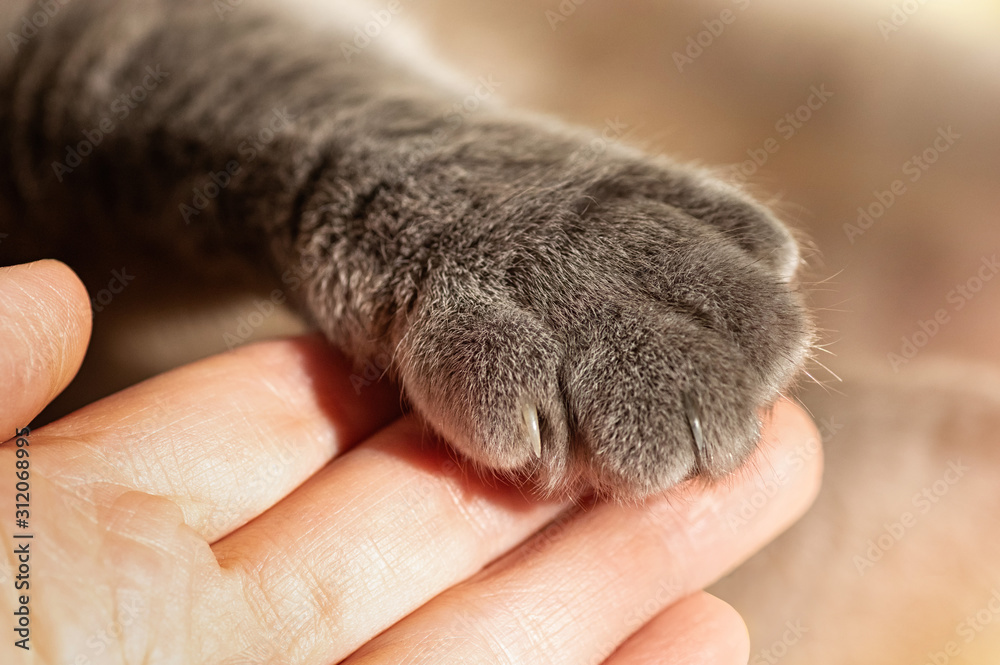 Gray fluffy cat's paw in man's hand. Friendship with a pet. Help and care for animals. Gray fluffy cat's paw in man's hand. Friendship with a pet. Help and care for animals.