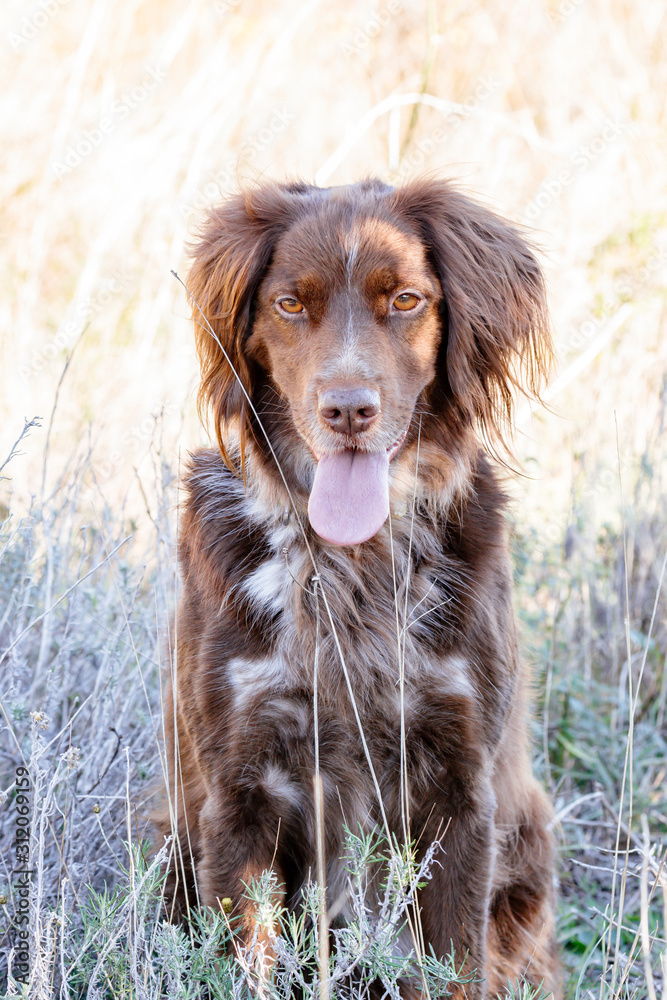 Close-up of a brown dog of the munsterlander breed Close-up of a brown dog of the munsterlander breed