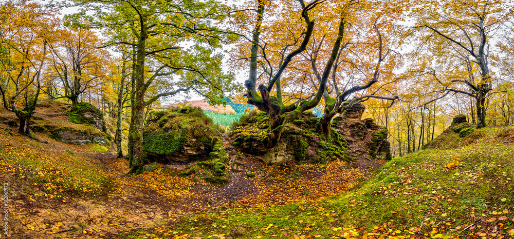 Urwald in Spanien mit moosigen Felsen und knorrigen Bäumen Urwald in Spanien mit moosigen Felsen und knorrigen Bäumen