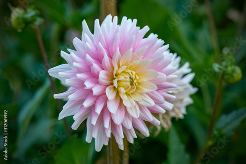 Detailed close up of a beautiful pink and white german "Elke Graefin von Pueckler" cactus dahlia flower