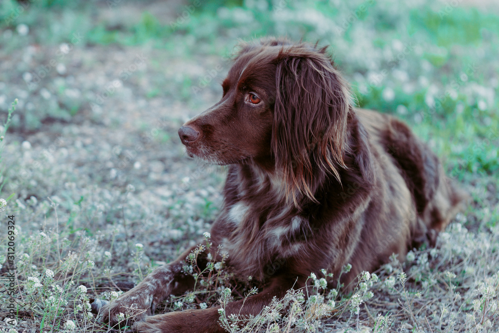 Close-up of a brown dog of the munsterlander breed
