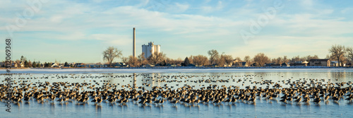 Canada Goose migration in northern Colorado