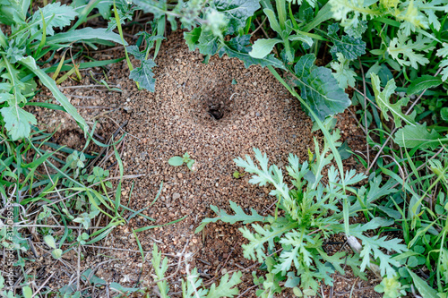 Pest concept. Close-up of an anthill in a garden.