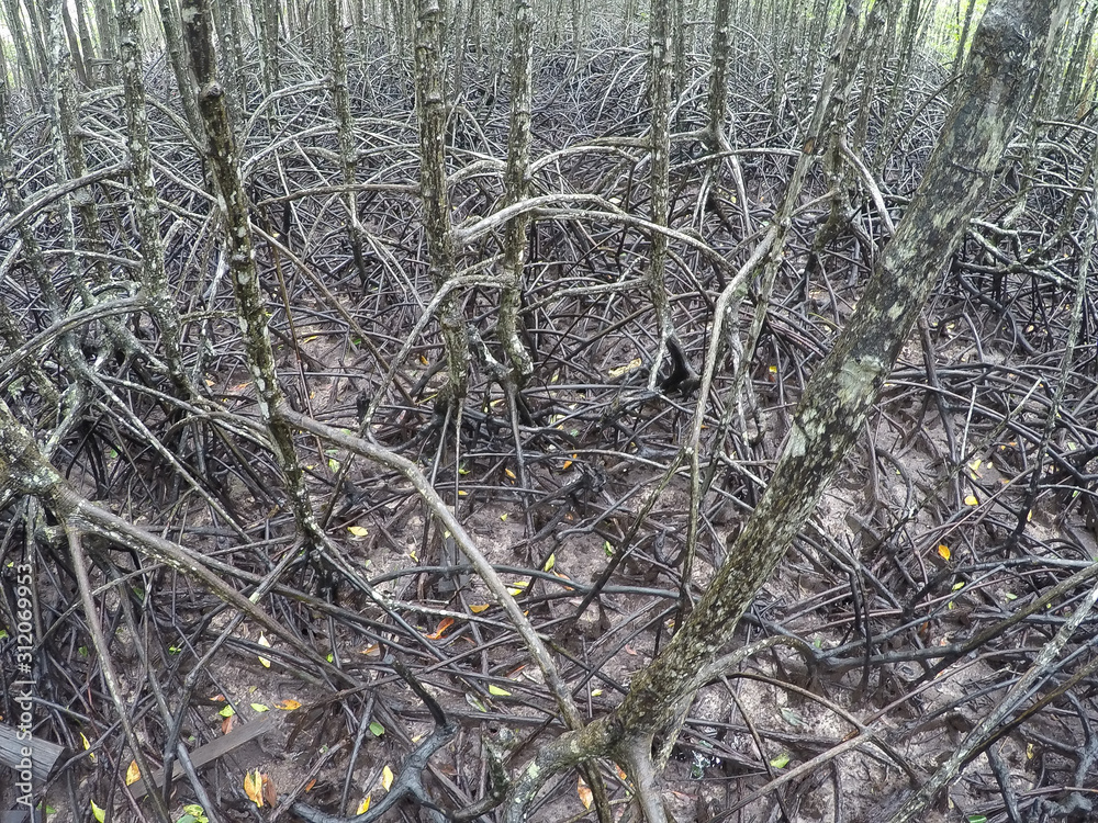 Mangrove forest on the nature