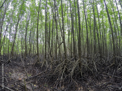 Mangrove forest on the nature