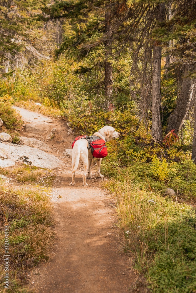 Fototapeta premium Trail Dog