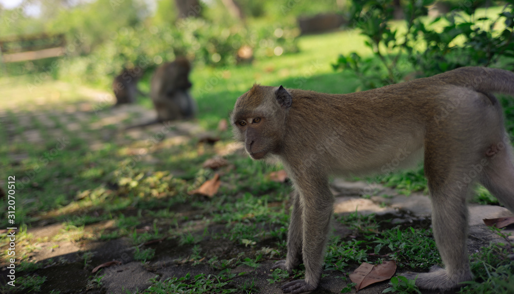 long-tailed macaque , Crab-eating macaque on the hilltop in South,Thailand,south East Asia