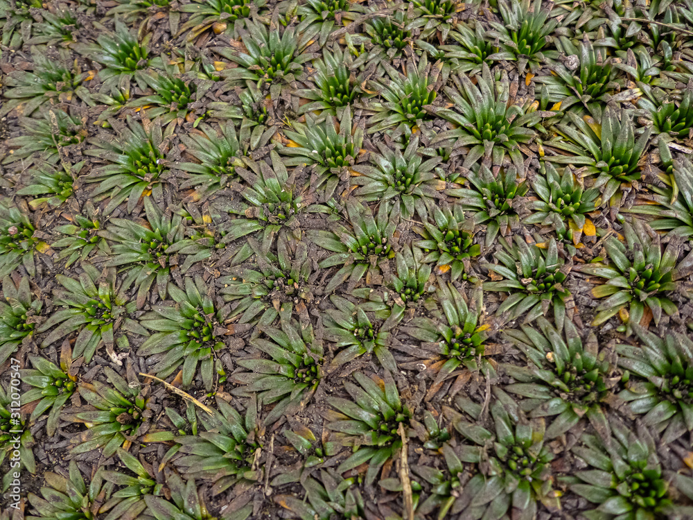 Fototapeta premium Close up green succulents starry