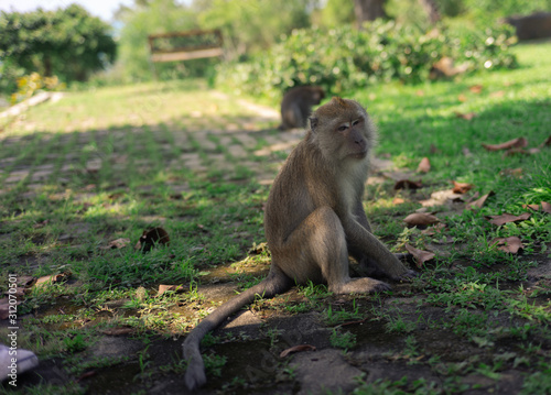 long-tailed macaque , Crab-eating macaque on the hilltop in South,Thailand,south East Asia