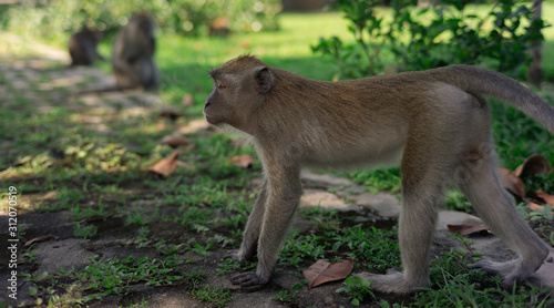 long-tailed macaque , Crab-eating macaque on the hilltop in South,Thailand,south East Asia
