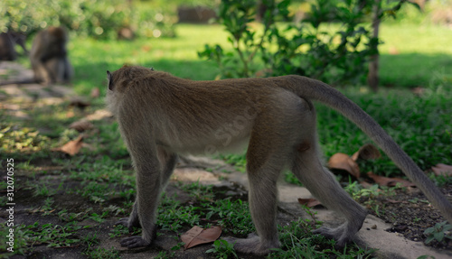long-tailed macaque , Crab-eating macaque on the hilltop in South,Thailand,south East Asia