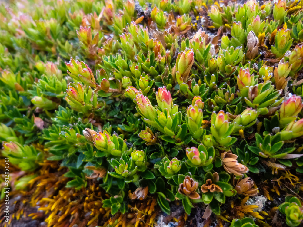 Obraz premium Flora of the Cajas National Park in Ecuador