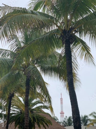 palm trees on a background of blue sky