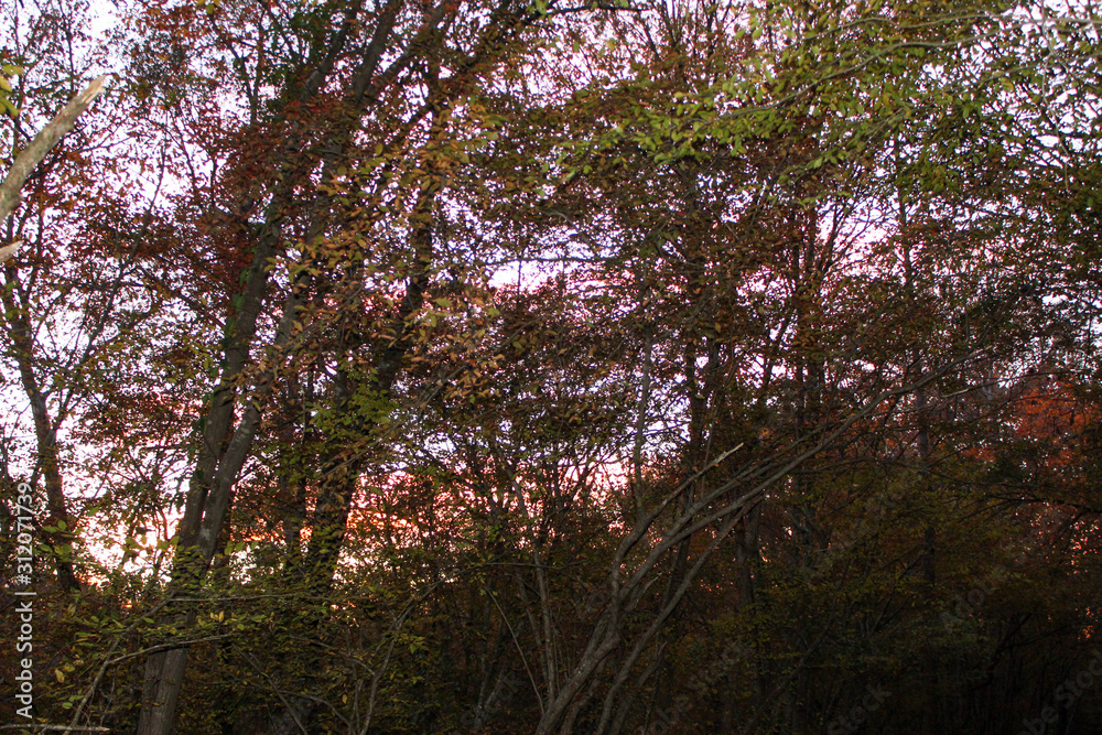 autumn in the forest