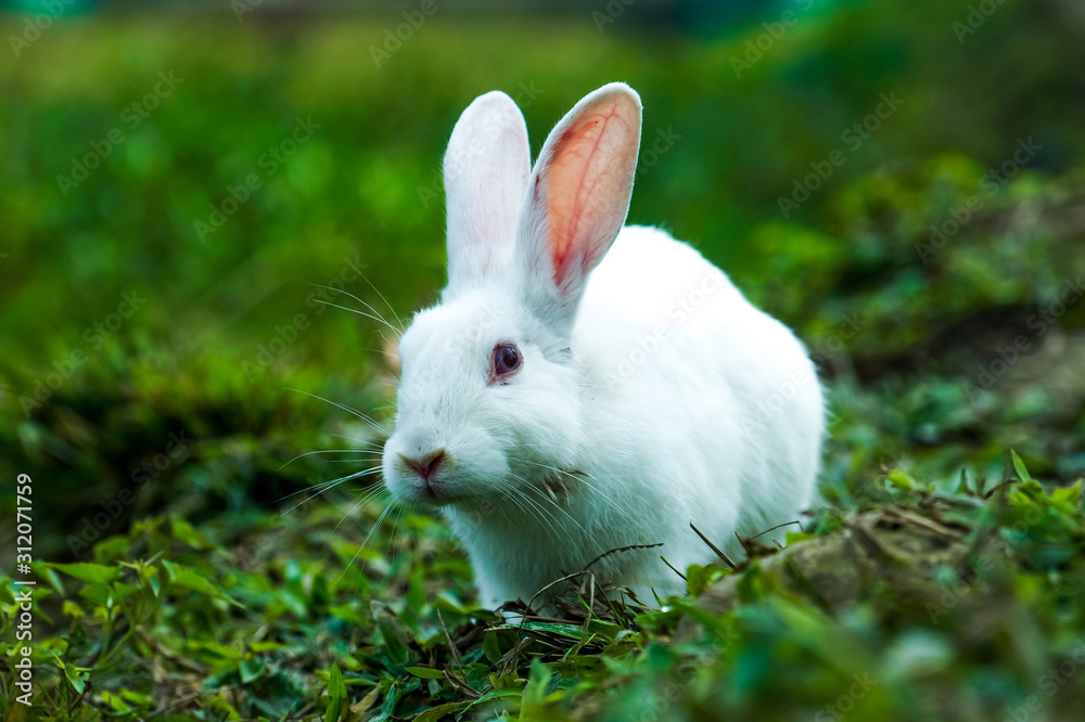 white rabbit in the grass white rabbit in the grass