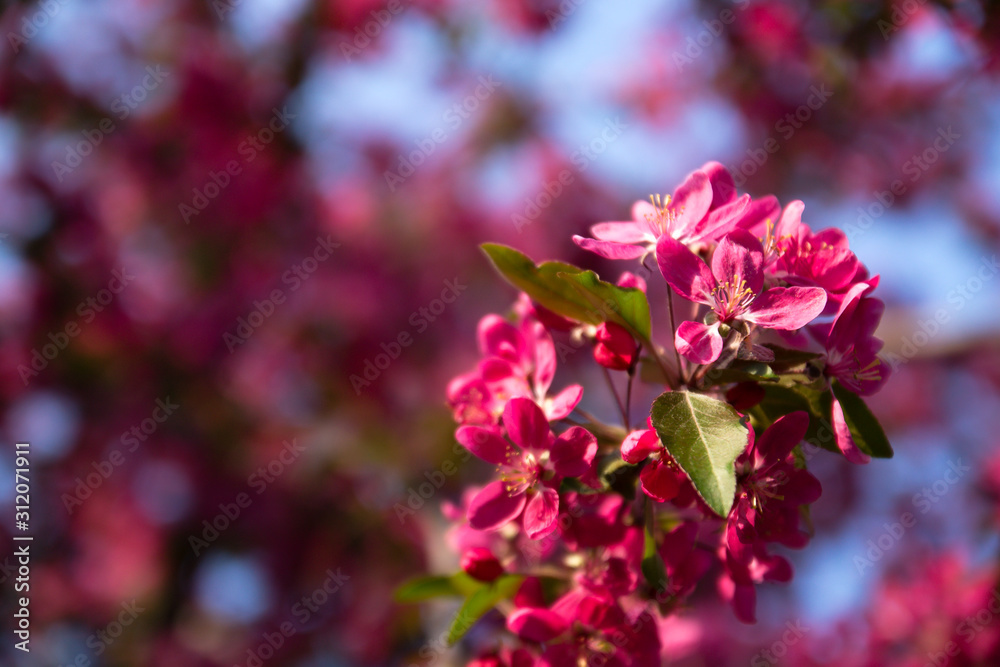 Close up of pink blossoming sakura flowers with green leaves on blue sky background in springtime