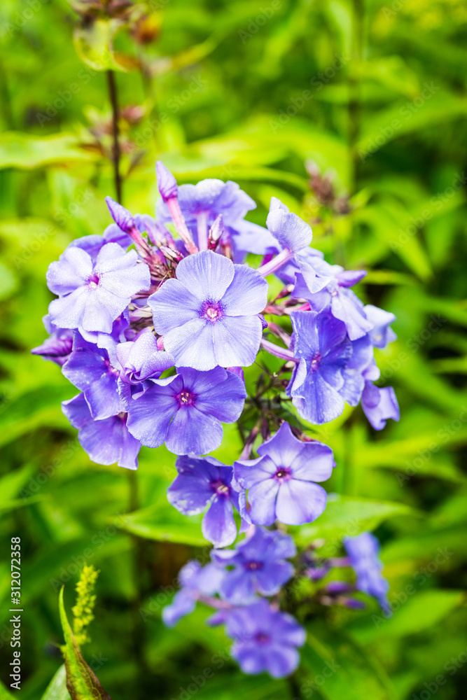 Blooming phlox in the garden. Shallow depth of field. Blooming phlox in the garden. Shallow depth of field.