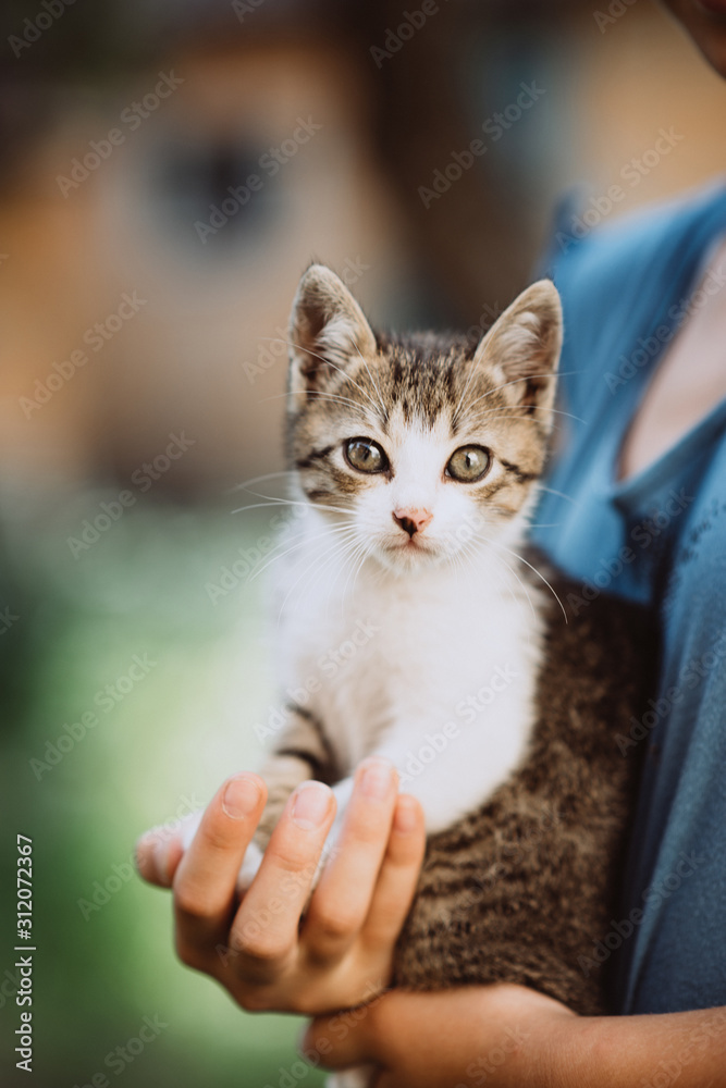 homeless kitten in the hands of a child. The concept of pets, friendship, trust, love and lifestyle. Animal lover. A child stroking a domestic cat. Children and pets. Childhood concept.