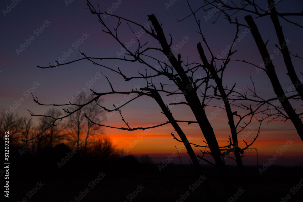 frosty sunset in early spring in the countryside against the silhouettes of trees