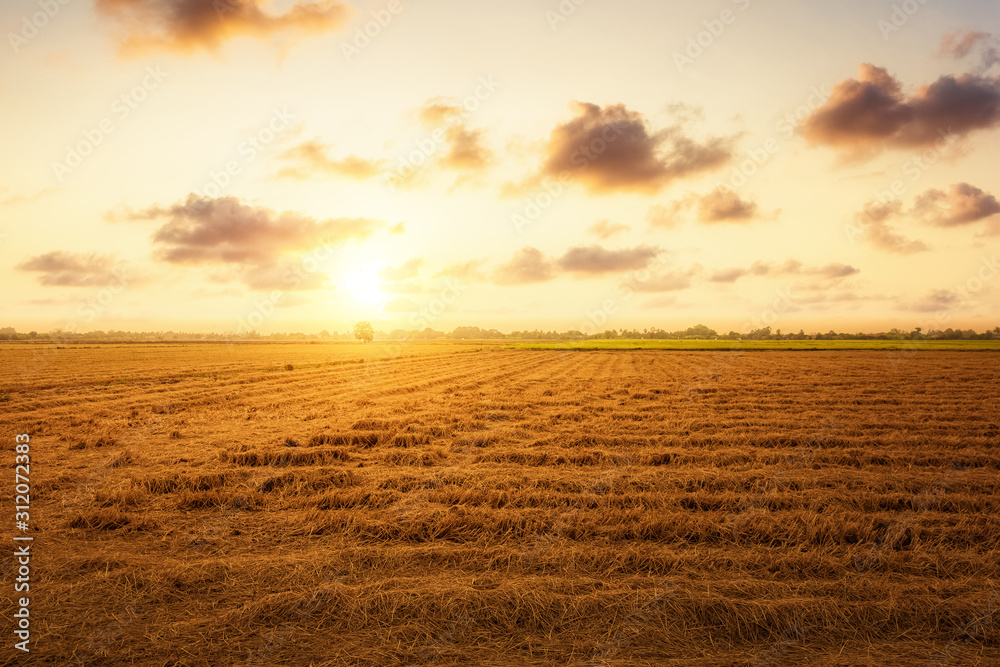 Rice straw hay in paddy field and sunset, sunrise and nice cloud. The rice field. Rice straw hay in paddy field and sunset, sunrise and nice cloud. The rice field.