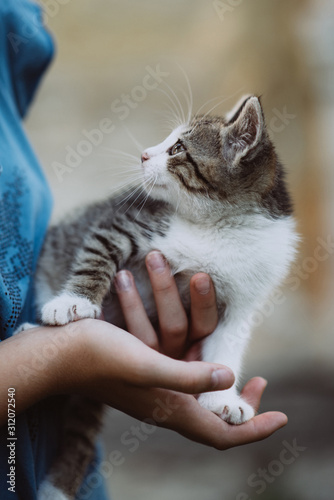 homeless kitten in the hands of a child. The concept of pets, friendship, trust, love and lifestyle. Animal lover. A child stroking a domestic cat. Children and pets. Childhood concept. Kittens