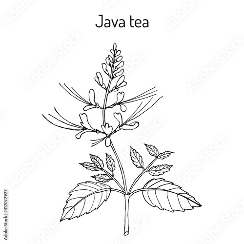 Java tea Orthosiphon stamineus , medicinal plant