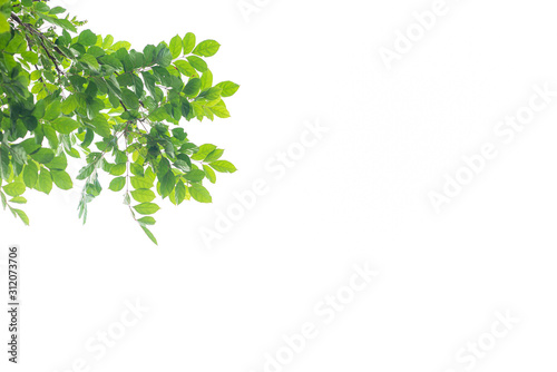 Green leaves on white