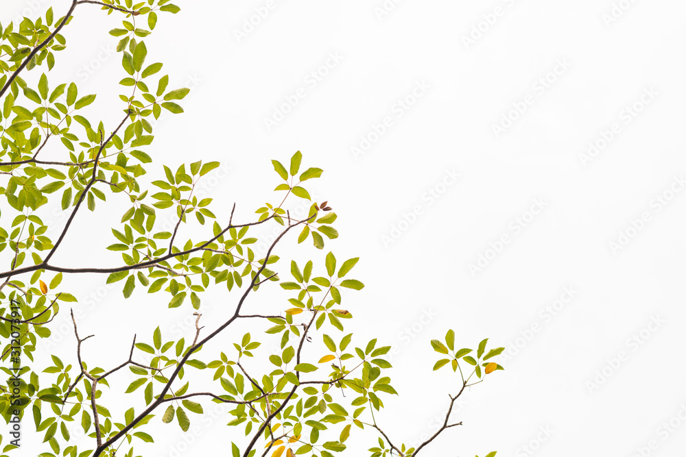 Green leaves on white Green leaves on white