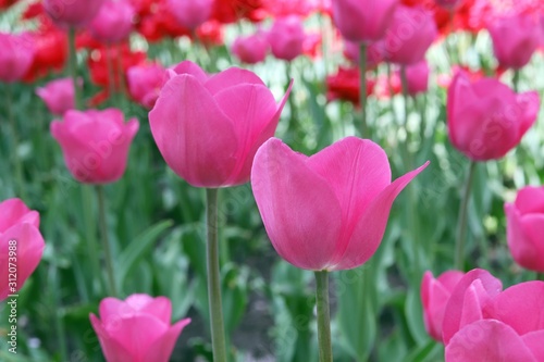 Blooming tulips in spring against the background of nature  park  flowers  season of spring  in a natural environment