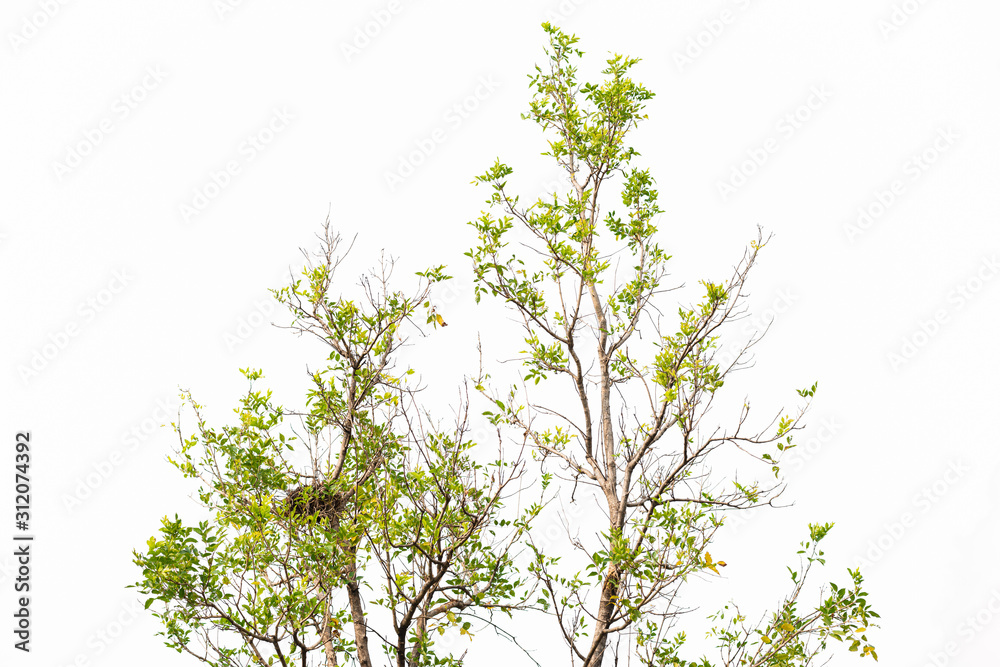 Fototapeta premium Green leaves on white
