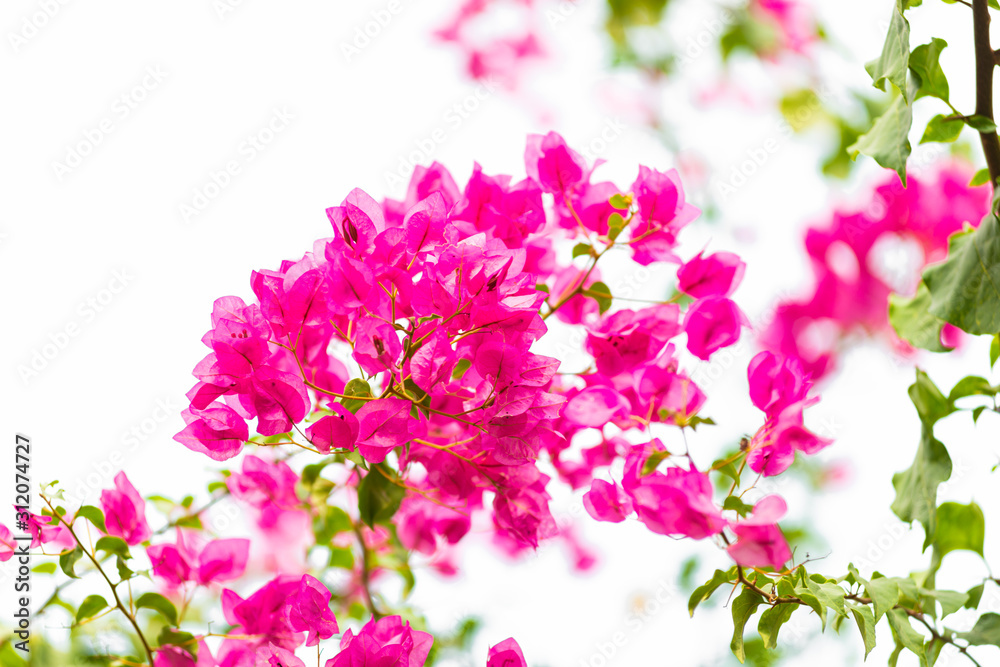 Bougainvillea on white background , Pink flower.