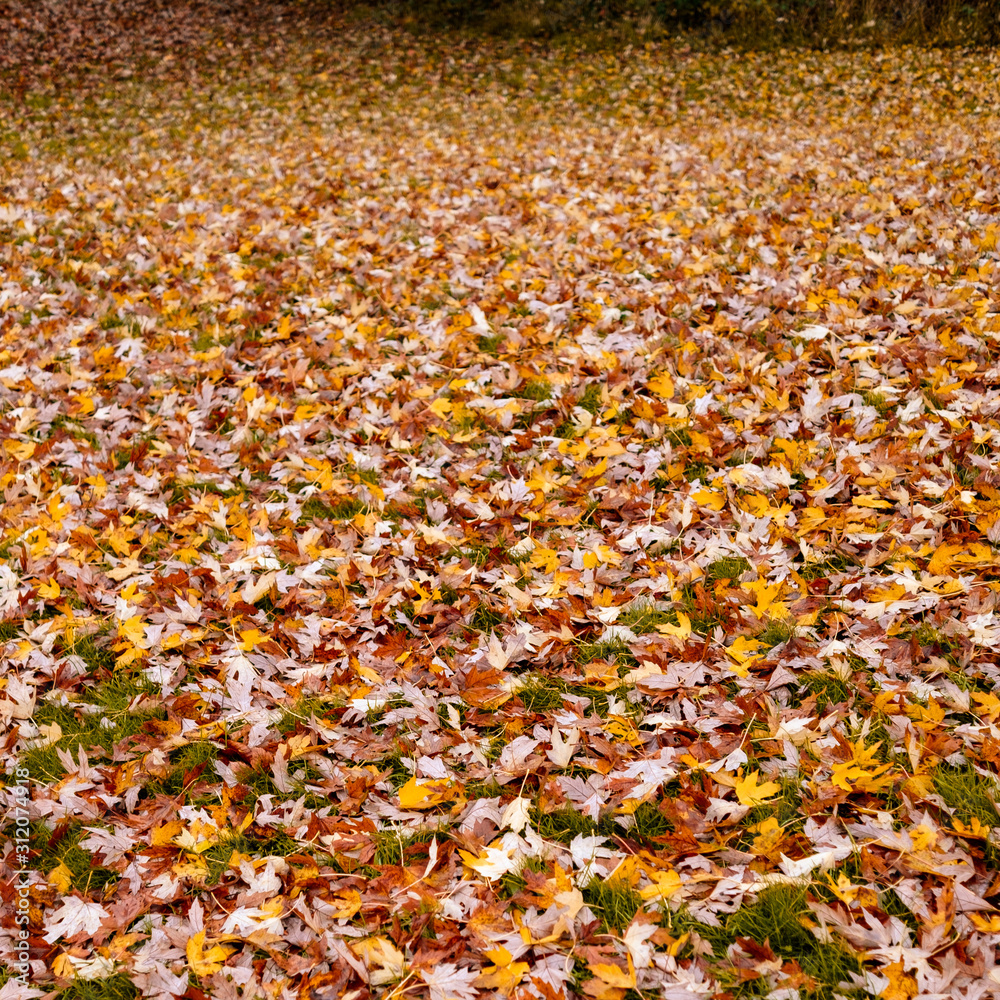 Autumn leaves