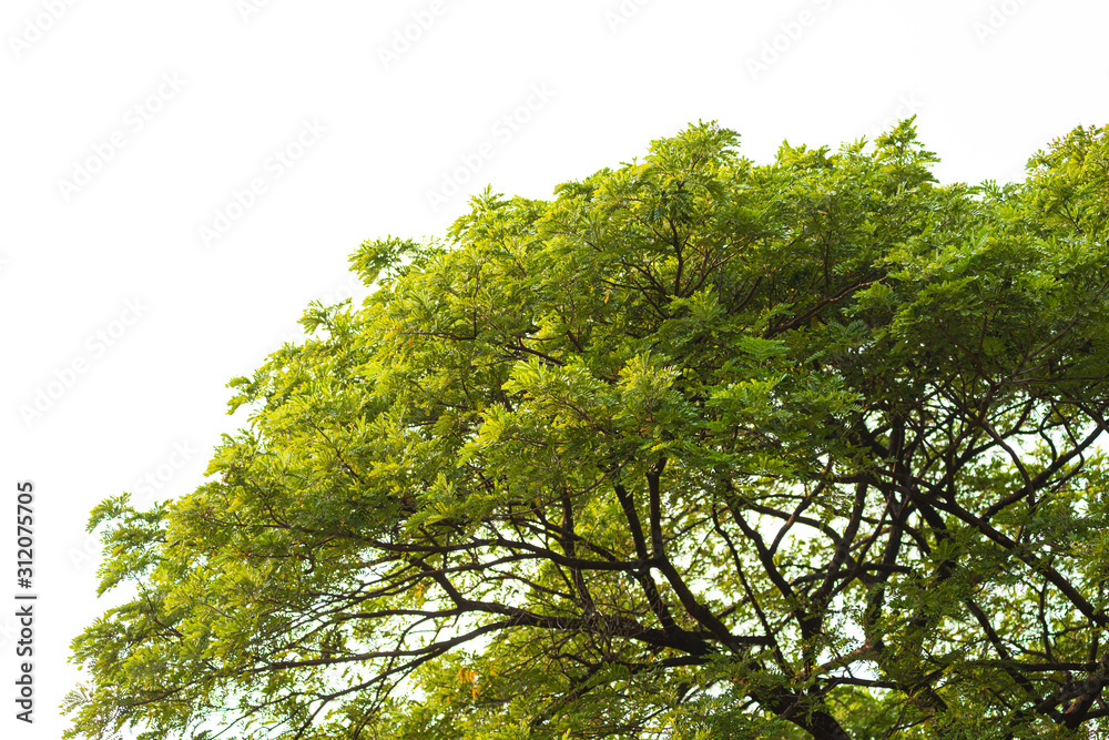 Green leaves on white background