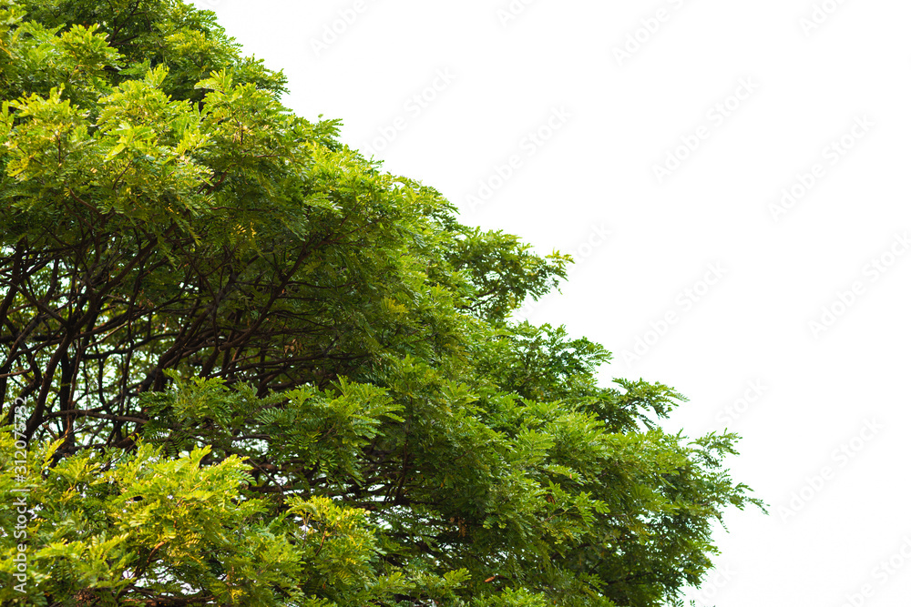 Fototapeta premium Green leaves on white background