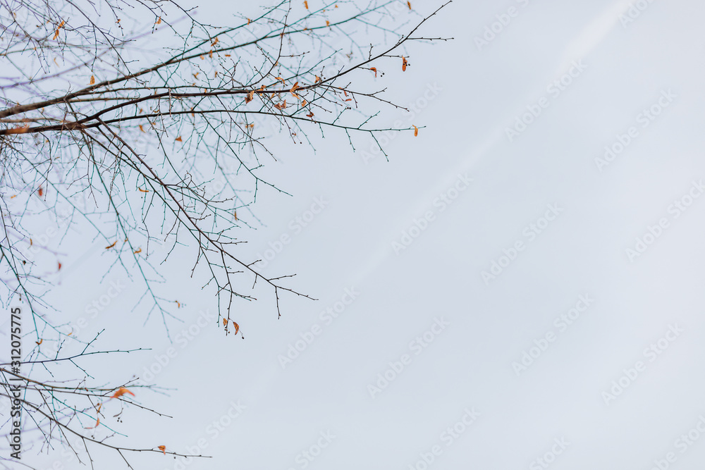 Obraz premium Tree branches against the blue sky. Photophone, wallpaper.