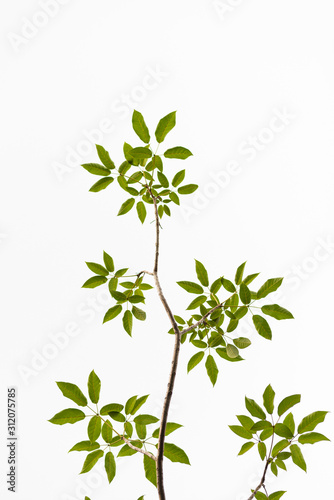Fototapeta Naklejka Na Ścianę i Meble -  Green leaves on white background