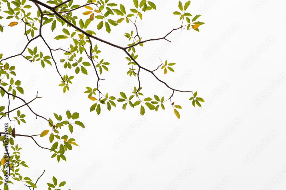 Green leaves on white background