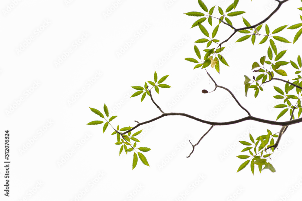 Fototapeta premium Green leaves on white background