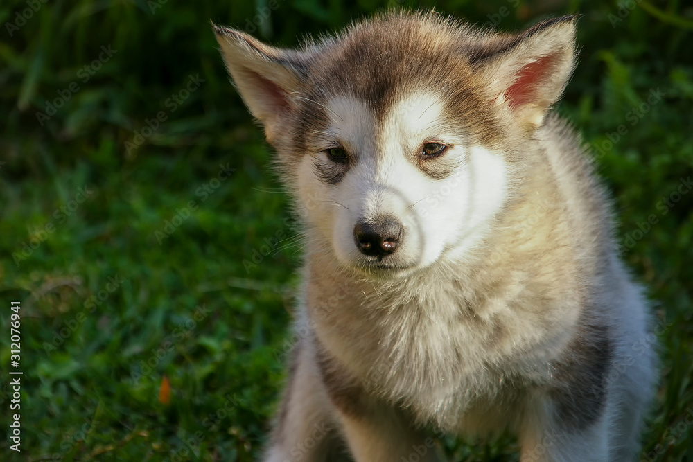 Obraz premium hermoso cachorro de Alaskan malamute