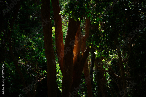 Light on Arayan tree - Arrayan forest, Bariloche, Paragonia, Argentina. photo