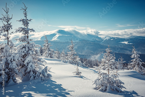 Majestic Carpathian Mountains in winter. Wonderful Wintry Landscape. Awesome alpine Highland at Sunny day. Amazing view on snowcovered mountains and white spruces under Sunlight sparkling in the snow.
