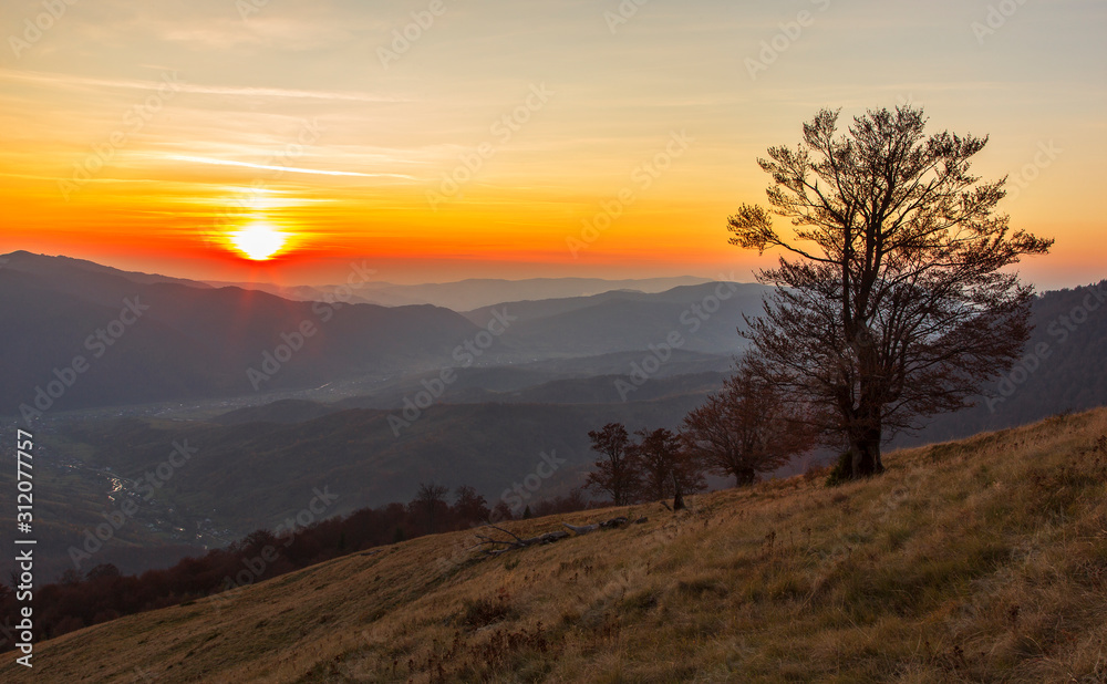 Fine evening in the autumn Carpathians. The tree silhouette with naked branches stands out against a beautiful decline clearly. Mountain landscape with juicy shades of blue, yellow and orange colors